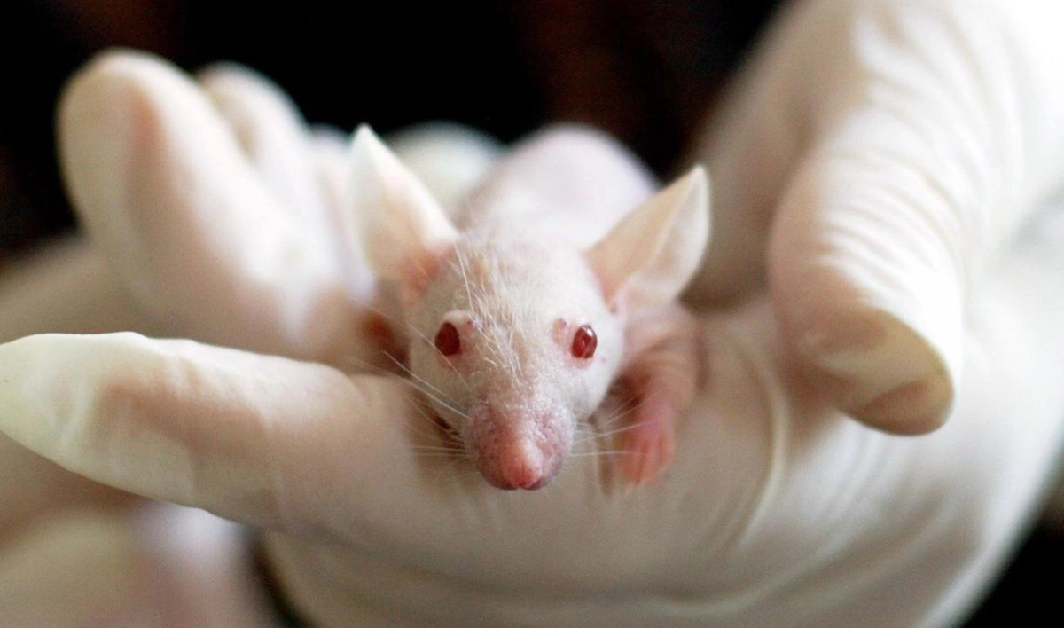 В России появятся гуманизированные мыши для испытания вакцины от COVID-19 - tvspb.ru