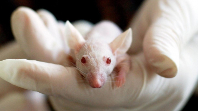 В России появятся гуманизированные мыши для испытания вакцины от COVID-19