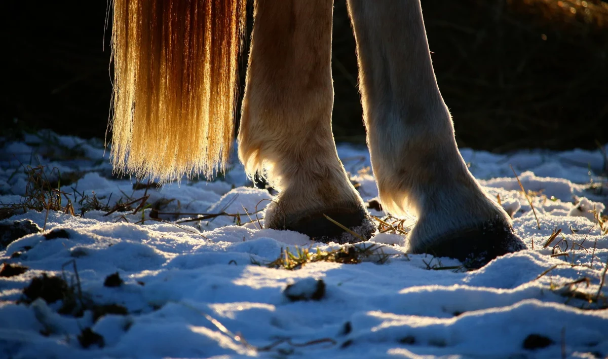 В Шуваловском парке лошадь ударила копытом по голове пятилетнего ребенка - tvspb.ru