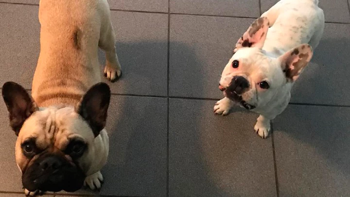 Защитник «Зенита» Маммана нашёл потерявшихся собак через Instagram - tvspb.ru
