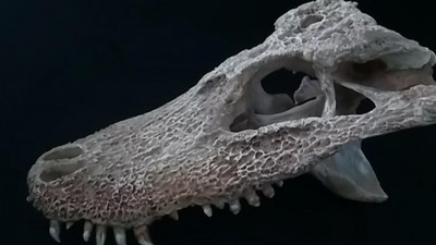 Аспирант СПбГУ рассказал об уникальном исследовании петербургских палеонтологов