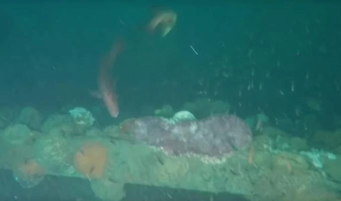 У берегов Австралии найдены останки неизвестного судна - tvspb.ru