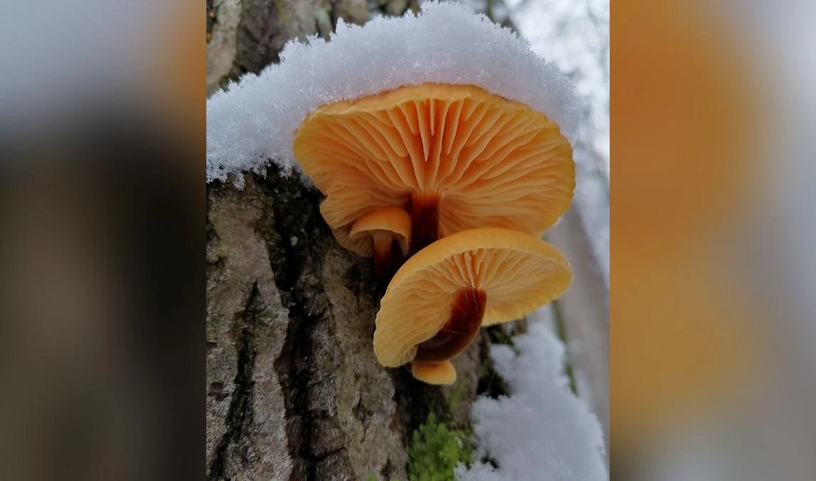 В лесах и парках Петербурга и Ленобласти под снегом продолжают находить грибы - tvspb.ru