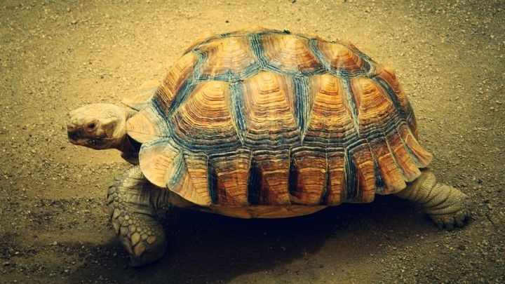 Американские экологи спасли от холода 100 черепах - tvspb.ru