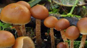 Опасные грибы-двойники