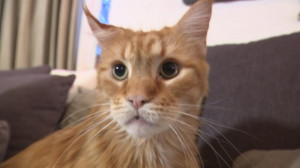 Любопытные факты об аллергии