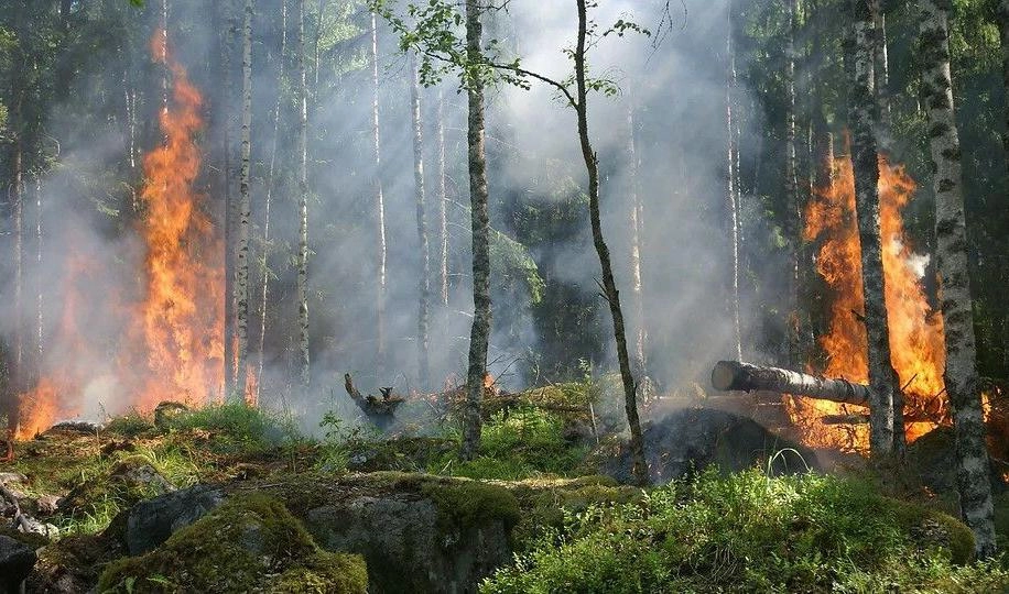 В Курортном лесничестве горели два гектара - tvspb.ru