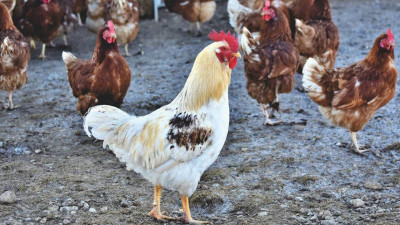 В Италии танк во время учений случайно обстрелял куриную ферму