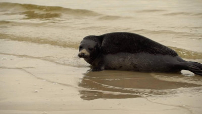 В Финский залив выпустили еще двух краснокнижных нерп