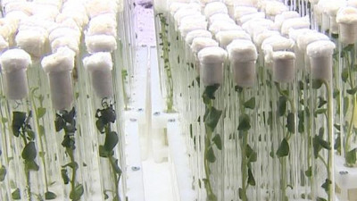 Как выглядит международная лаборатория размножения оздоровленного картофеля