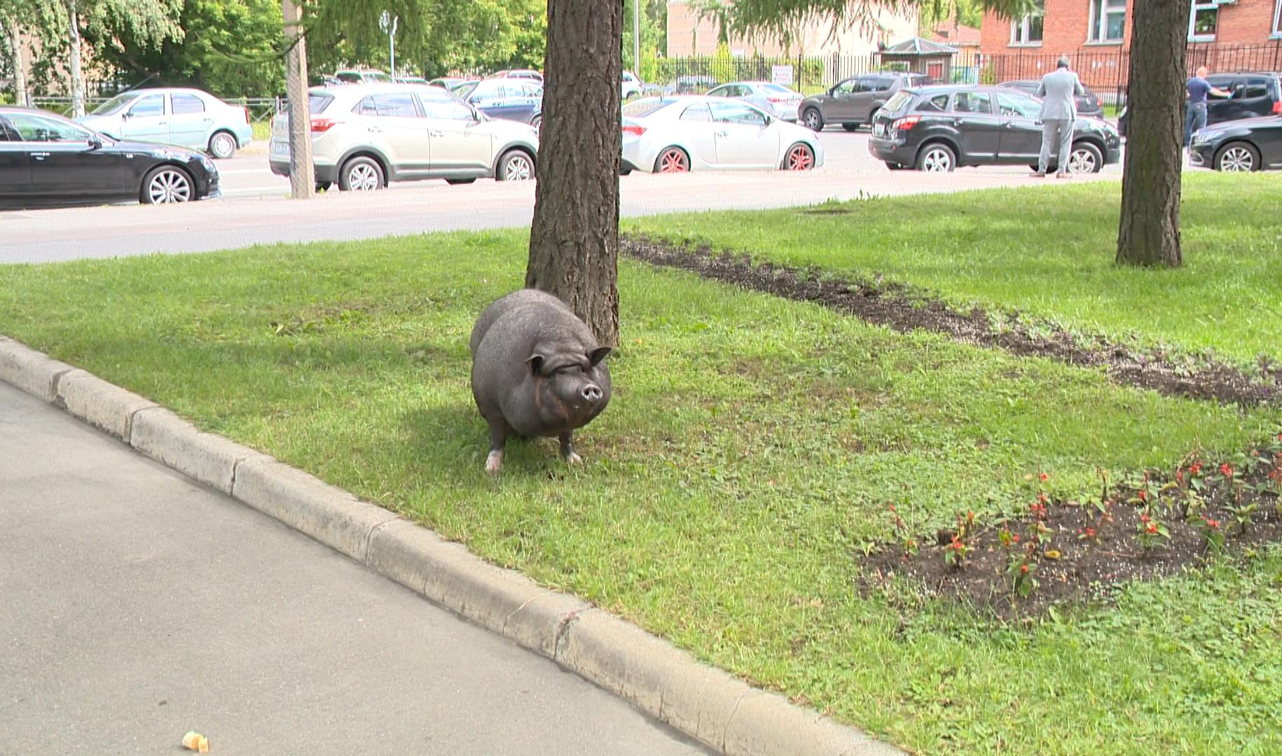 Свинья варя. Свинья варя. Свинья варя. Свинья на васильевском острове. Минипиг хряк.