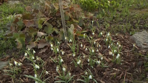 Снежные слёзы и первый признак весны: встречаем День подснежника в Ботническом саду