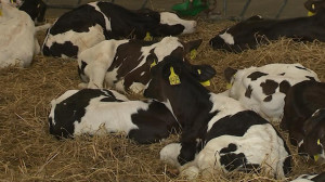 Контроль качества молока на фермах Ленобласти