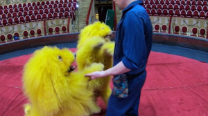 Как в петербургском цирке ухаживают за животными
