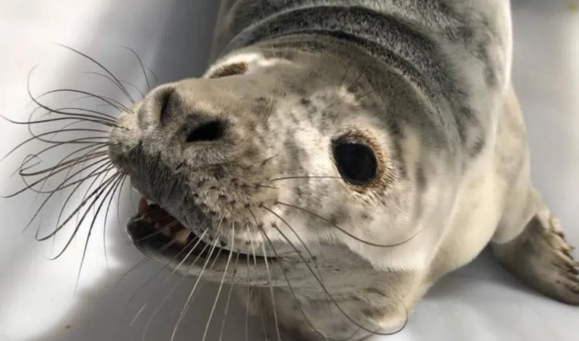Жители Соснового Бора спасли истощенную самку тюленя - tvspb.ru