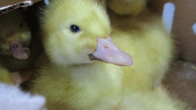 Тысяча утят прилетела в Петербург из Карачаево-Черкессии