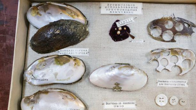 Петербургские ученые: из-за потепления климата может полностью исчезнуть жемчужница