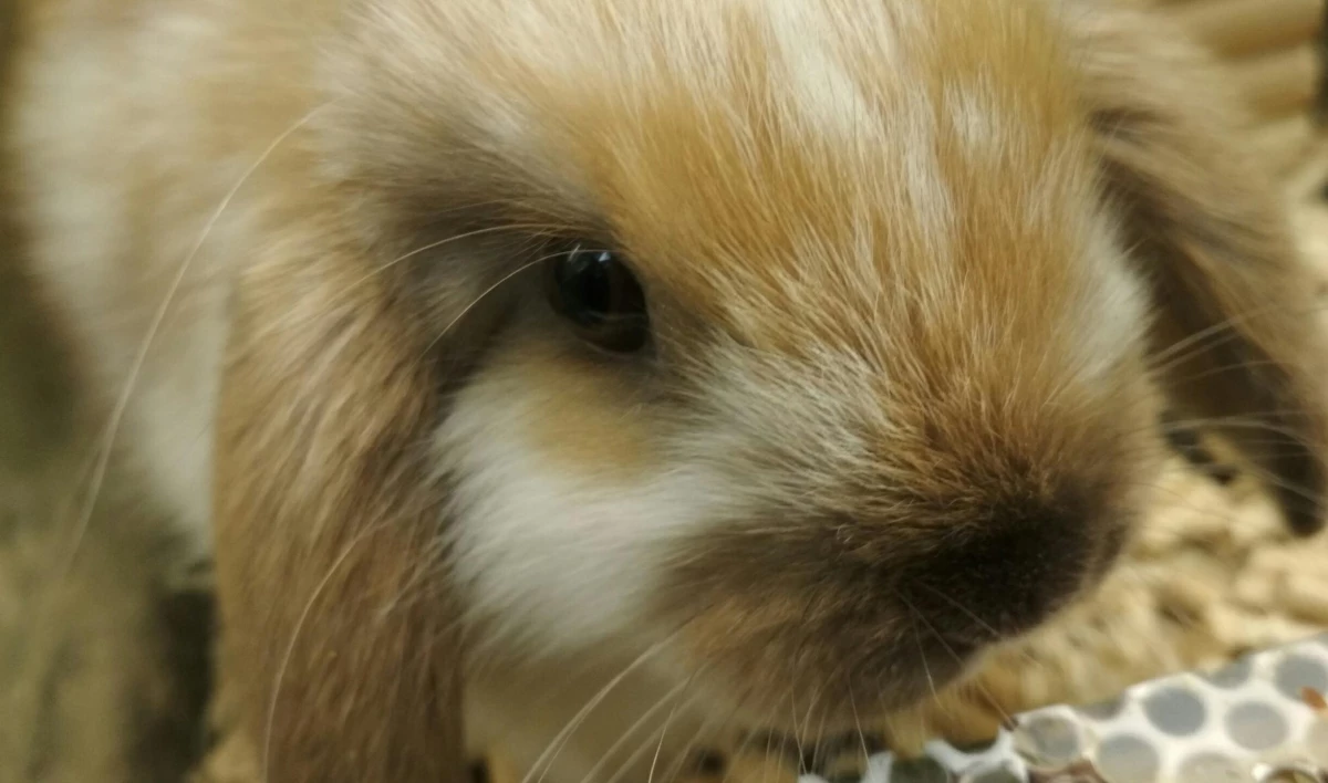 Похитители сами вернули кролика в зоомагазин у метро «Пионерская» - tvspb.ru