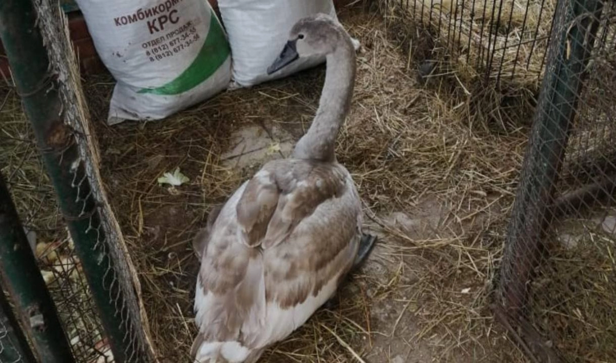 Жители Ленобласти спасли молодого лебедя из ледяного плена - tvspb.ru