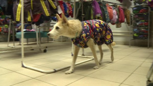 Куртки, комбинезоны, ветровки и даже шубки – модная одёжка для собак