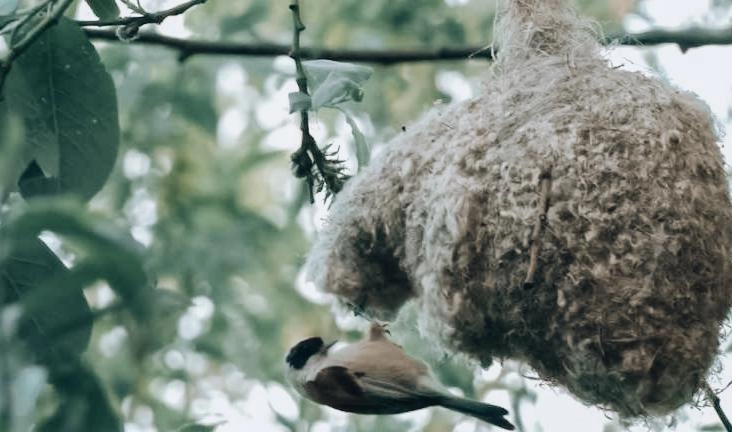 Петербургский биолог рассказал о птице, вьющей гнезда в виде варежек - tvspb.ru