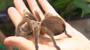 Знакомимся с необычными обитателями Ленинградского зоопарка — пауками