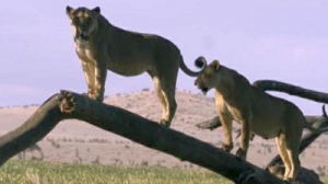 Принц Уильям встал на защиту вымирающего вида муравьедов.  Белка украла экшн-камеру, приняв ее за орех. Новый сервис, поможет пенсионерам освоить компьютер