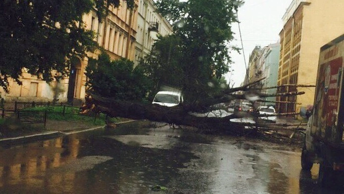 На 12-й Красноармейской на проезжую часть упало дерево - tvspb.ru