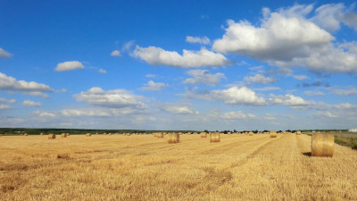 Петербург остается в пятерке регионов-лидеров по экспорту агропромышленной продукции