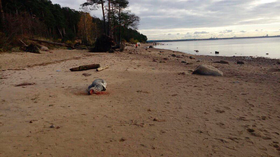 На берегу Финского залива нашли убитых серых тюленей - tvspb.ru
