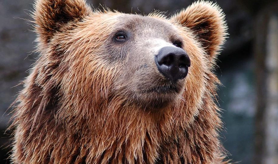 Жители Мурино заметили медведя - tvspb.ru