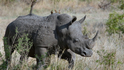 Ученые СПбГУ создали базу генетических паспортов носорогов