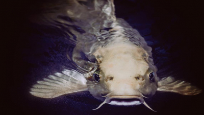 День Иверской иконы Божией Матери и Алексей Рыбный. Что отмечают 25 февраля