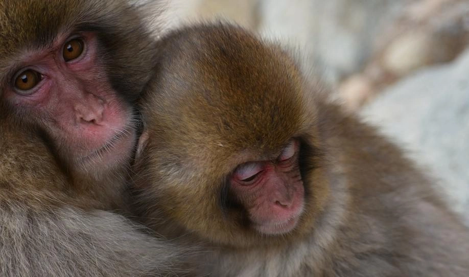 В Китае клонировали пять обезьян. У них отредактированы гены и диагностирована депрессия - tvspb.ru