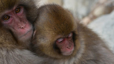 В Китае клонировали пять обезьян. У них отредактированы гены и диагностирована депрессия