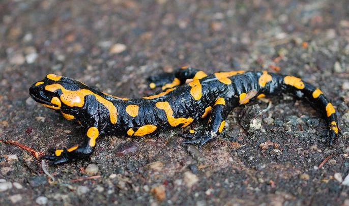 Петербургские ученые нашли кости неизвестного ранее вида саламандры - tvspb.ru