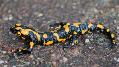 Петербургские ученые нашли кости неизвестного ранее вида саламандры