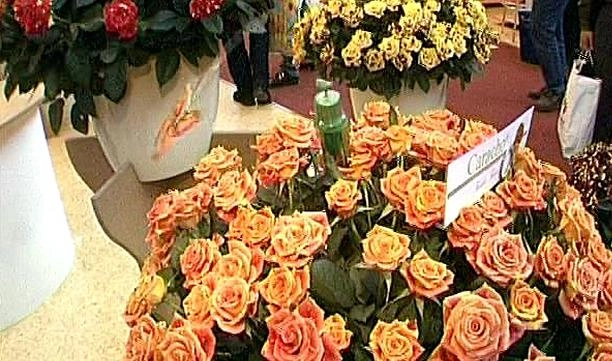 В Петербурге и Ленобласти нашли почти 7 тысяч зараженных цветов из Европы - tvspb.ru