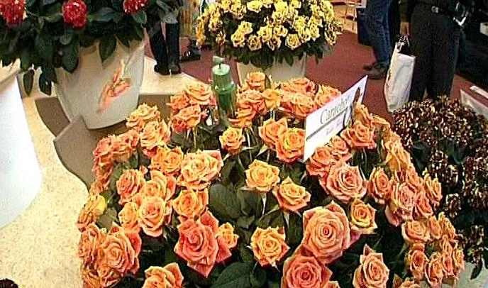 В Петербург привезли цветы из 27 стран - tvspb.ru