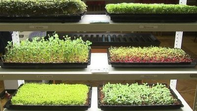 Из Петербурга в Арктику отправят уникальный фито-технический комплекс