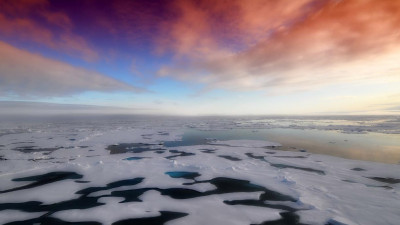 Ученые СПбГУ обнаружили в Арктике редкую улитку, получающую энергию из разлагающейся древесины