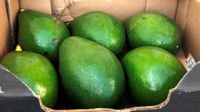 Россельхознадзор не пустил в Петербург более 20 тонн авокадо