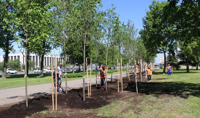 В Петербурге посадили почти 5 тысяч деревьев - tvspb.ru