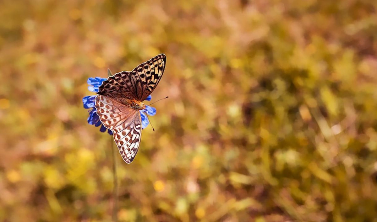 Российские биологи описали 10 новых видов бабочек, живущих на Дальнем Востоке - tvspb.ru