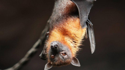 ВОЗ может снять подозрения с летучей мыши как с первоисточника заражения коронавирусом