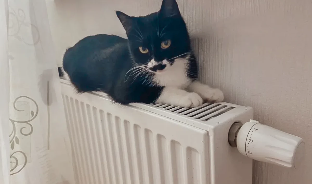 ФАС предлагает установить в стране эталонные тарифы на тепло - tvspb.ru