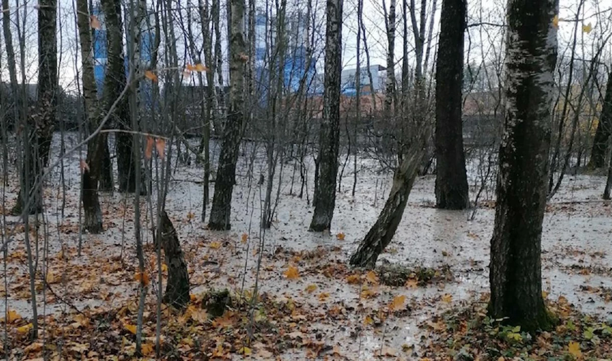 В Ленобласти местные жители заметили разлив бетона в лесу - tvspb.ru