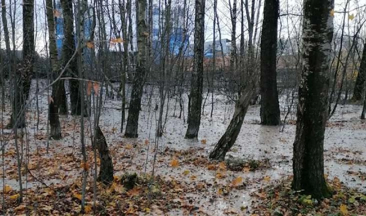 СМИ: Лес в деревне Вистино продолжают заливать бетоном - tvspb.ru