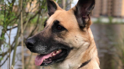 Ученые смогли пересчитать возраст собак в «человеческие» годы