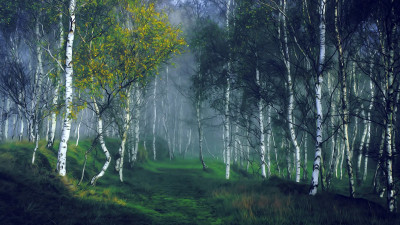 Ученые открыли способность березовой коры бороться с раком